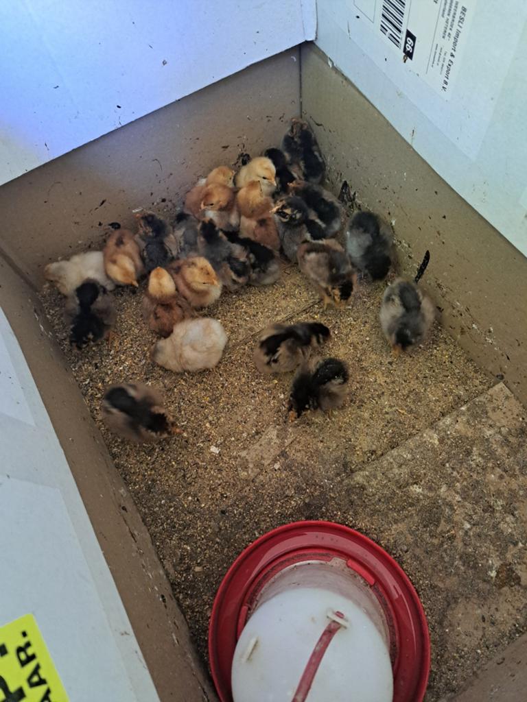 Te koop  raszuivere wyandotte krielkippetjes, Dieren en Toebehoren, Pluimvee, Vrouwelijk, Kip
