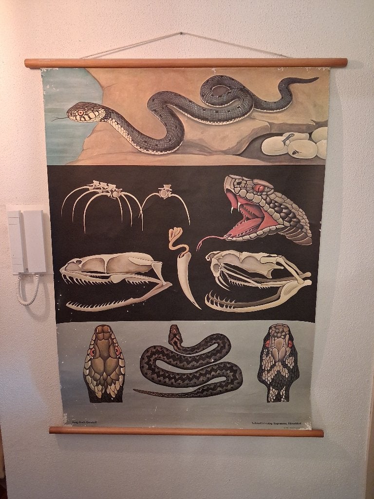 Schoolplaat Slangen van Jung Koch quentell 1969, Ophalen of Verzenden, Natuur en Biologie