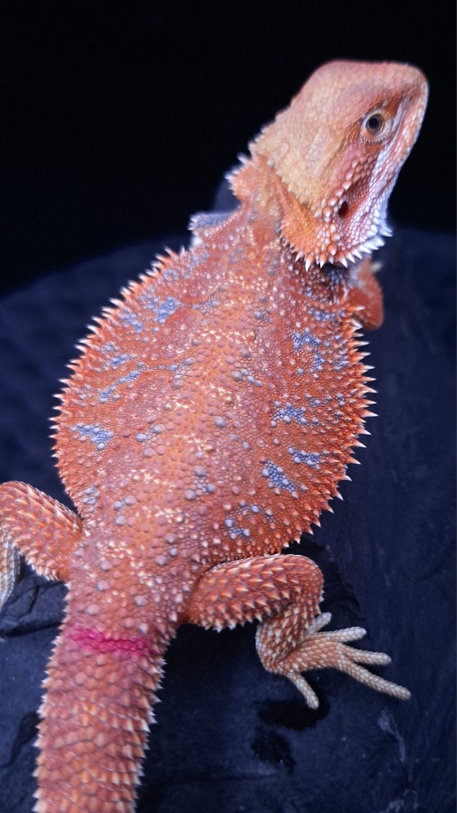 Baardagaam Vrouwen Red Hypo Blue Bar

Red Hypo
Re Bearded Dragon photo 11
