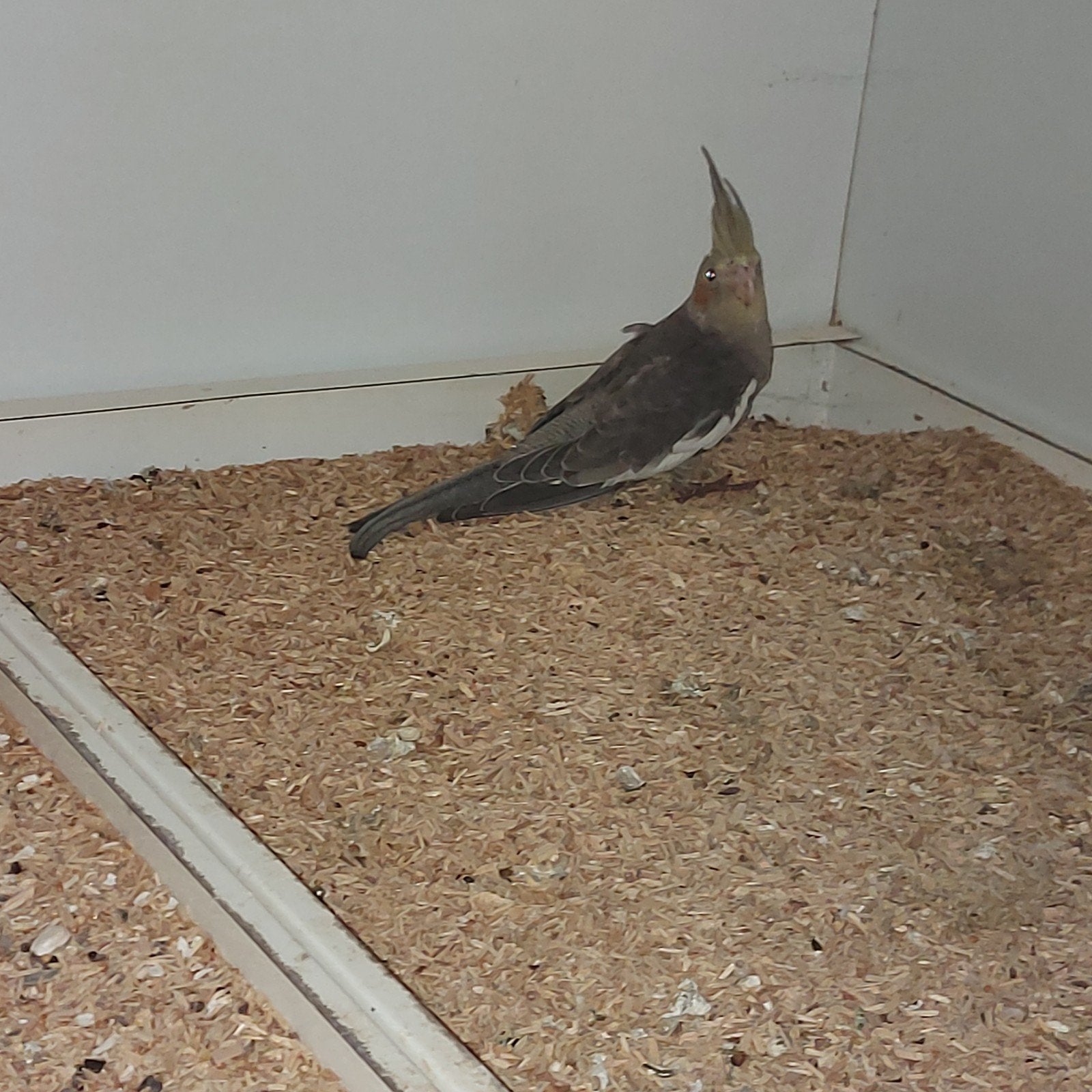 jonge valkparkiet, Dieren en Toebehoren, Vogels | Parkieten en Papegaaien, Geslacht onbekend, Parkiet, Tam