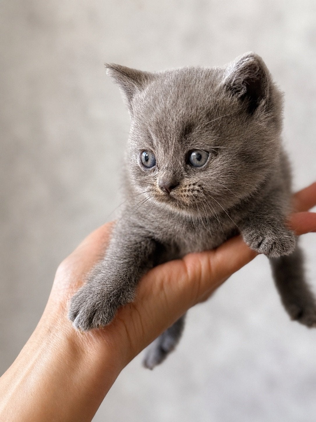 Prachtige raszuivere Britse Korthaar kittens (Blauw), Dieren en Toebehoren, Katten en Kittens | Raskatten | Korthaar, Meerdere dieren