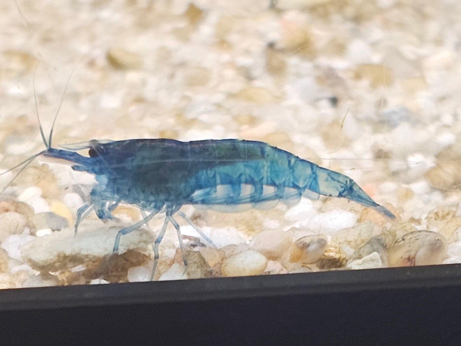 Blue velvet garnalen, Kreeft, Krab of Garnaal
