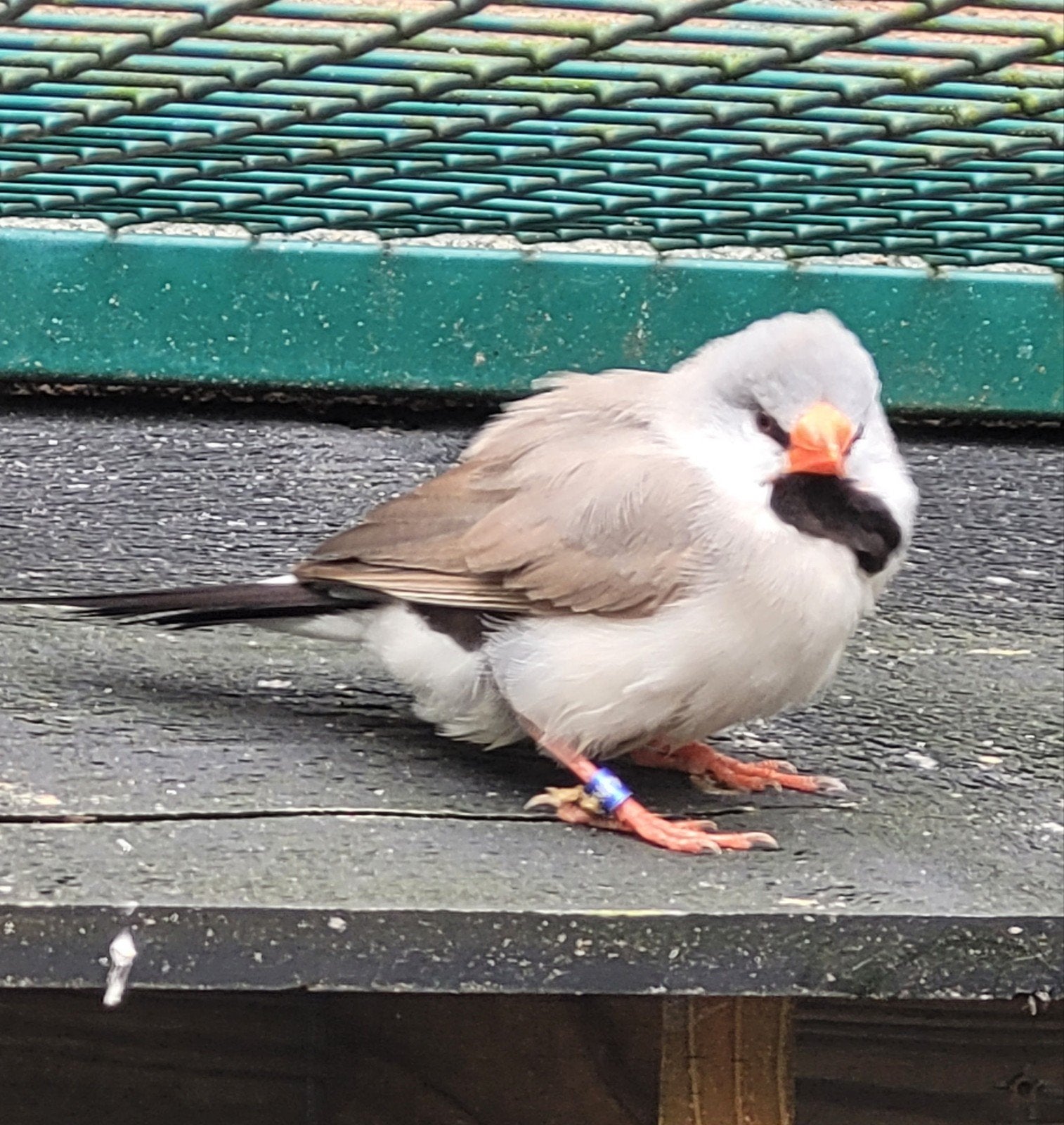 Spitsstaartamadine Pop Grijs, Dieren en Toebehoren, Vrouwelijk