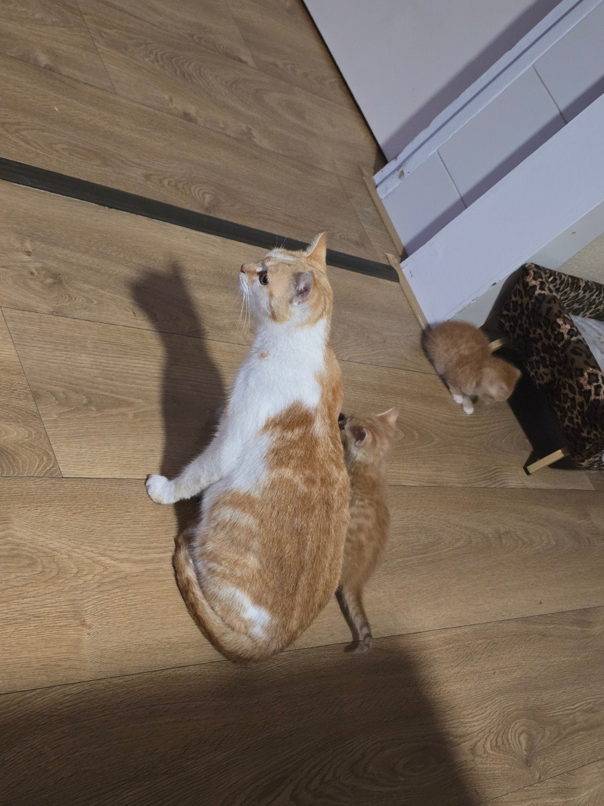 kittens, Meerdere dieren