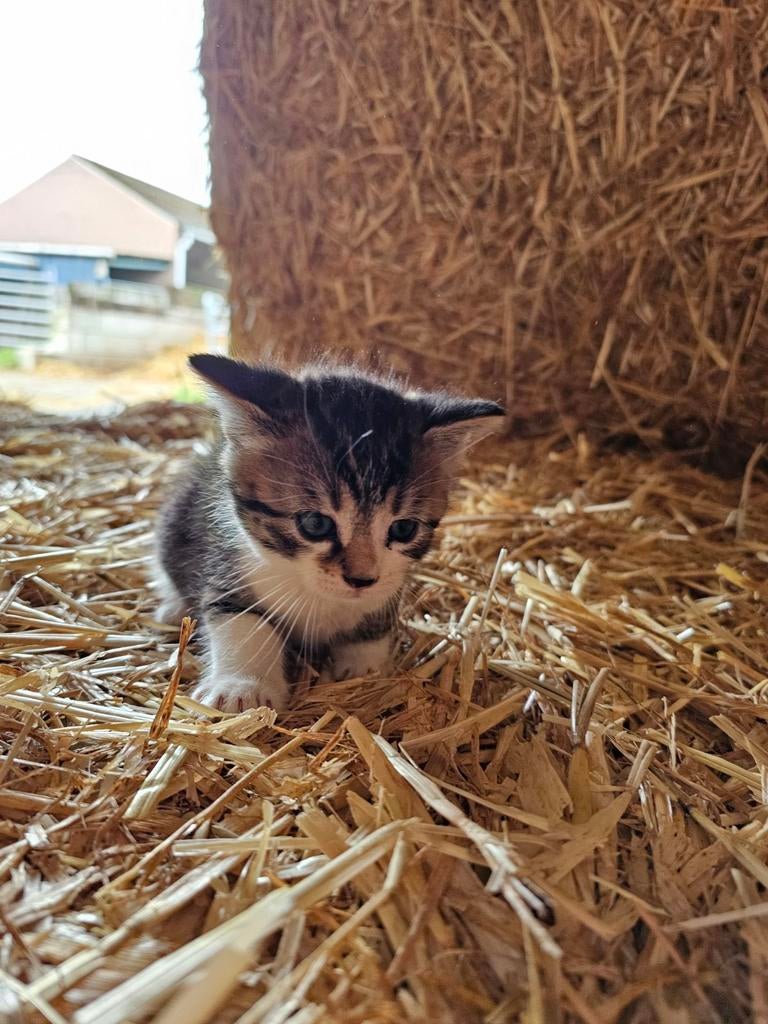 Kittens, Dieren en Toebehoren, Katten en Kittens | Raskatten | Korthaar, Meerdere dieren