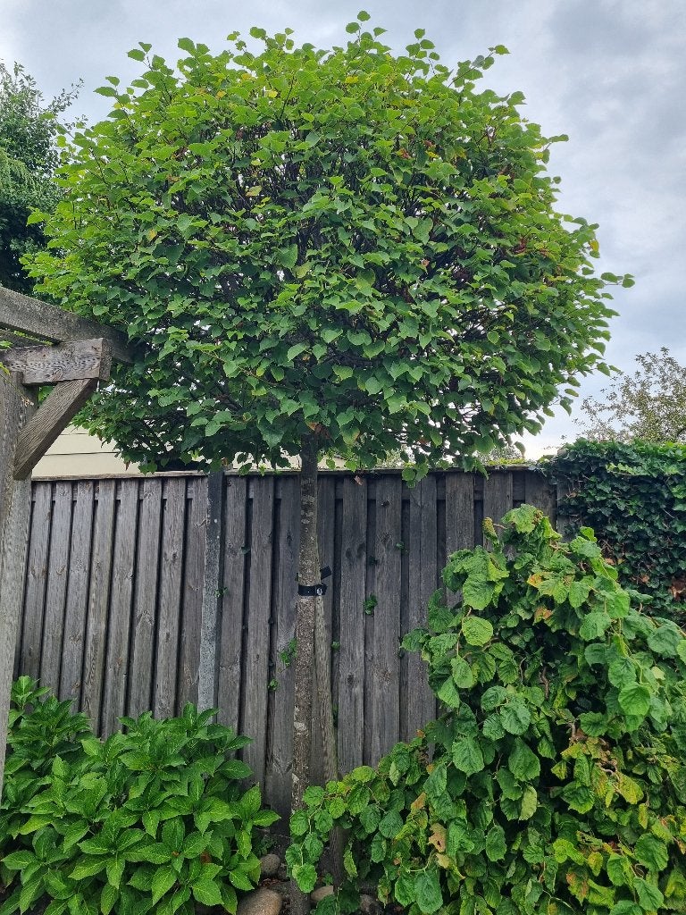 Gratis boom, Ophalen, Volle zon, Bolboom, 250 tot 400 cm