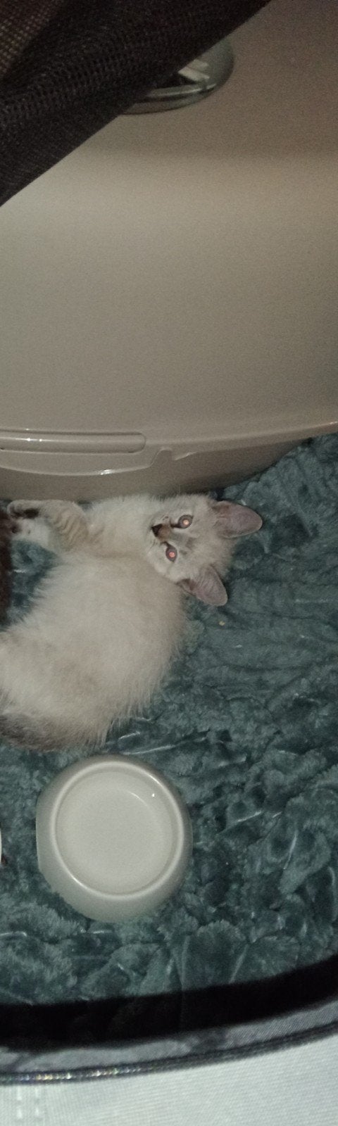 lieve aanhankelijke kitten poesje kruising, Poes, Kortharig, 0 tot 2 jaar