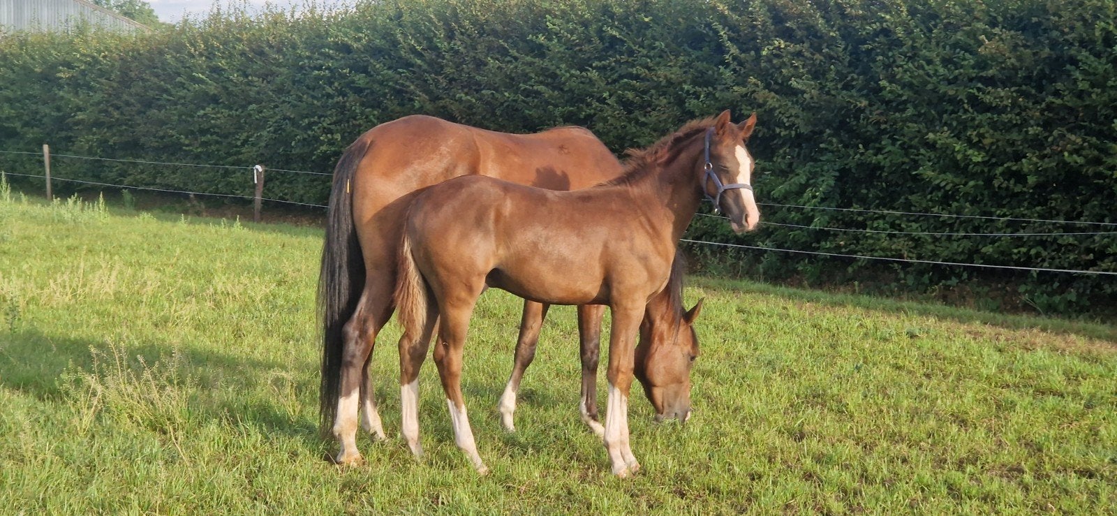 Zeer mooie nrps hengst veulen eventueel mooi spanmaatje, Hengst, D pony (1.37m tot 1.48m), Met stamboom, 0 tot 2 jaar