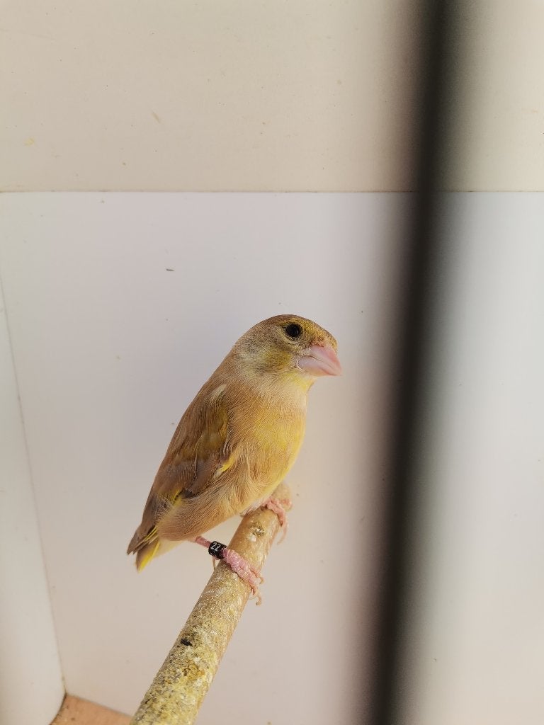 Chinese groenling mutatie te koop, Dieren en Toebehoren, Vogels | Overige Vogels, Vrouwelijk, Geringd