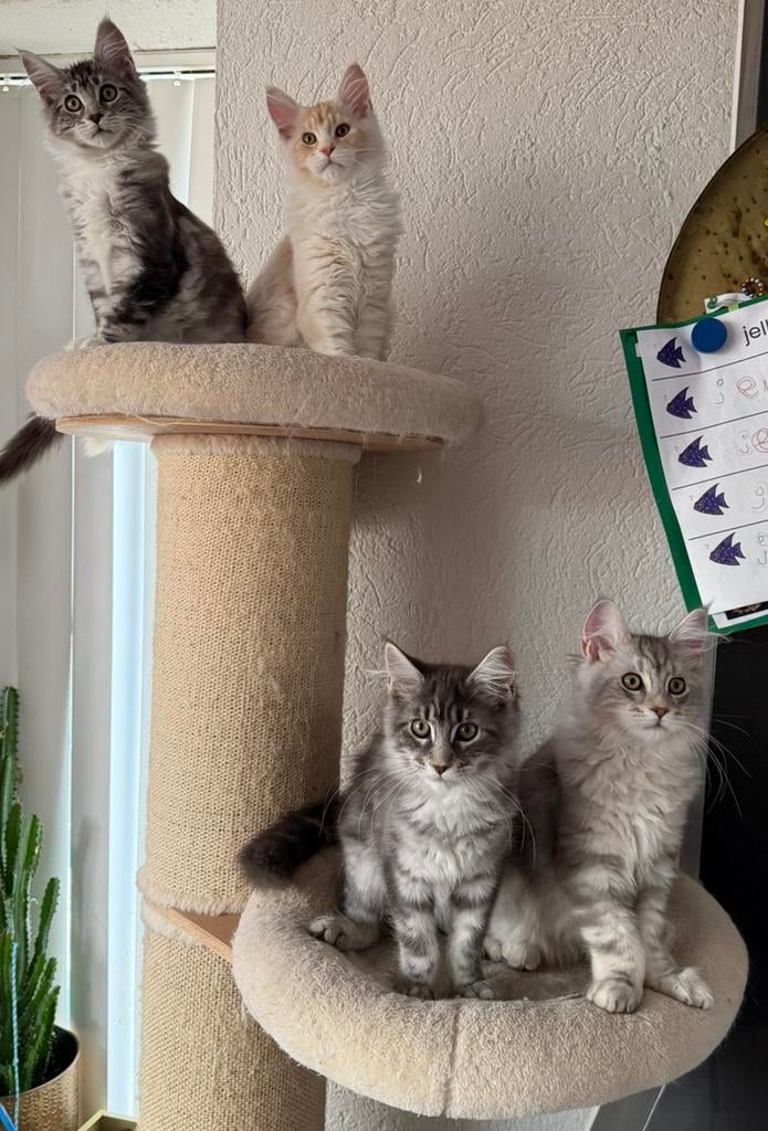 Maine coon xxl kittens russische lijnen, Dieren en Toebehoren, Meerdere dieren, Gechipt, 0 tot 2 jaar