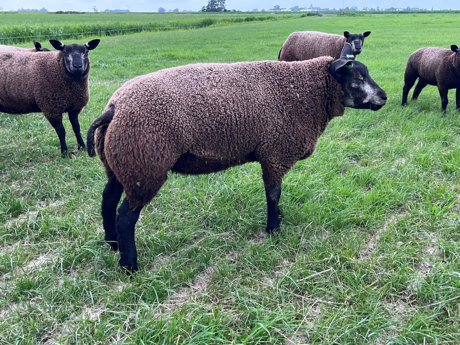 Stamboek Blauwe texelaar dekrammen, Dieren en Toebehoren