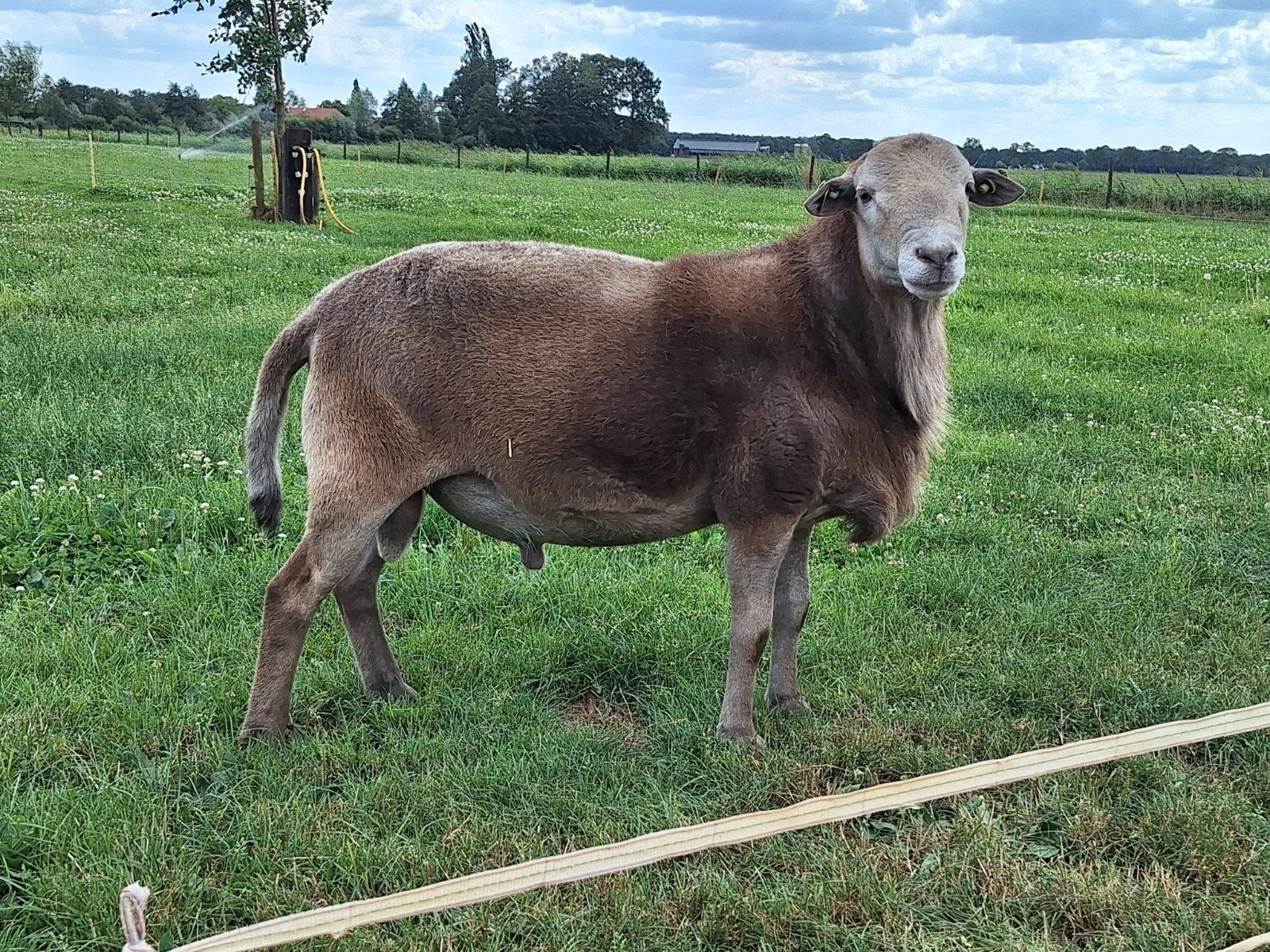 Nolana bruin haarschaap stamboek ram, Mannelijk, Schaap, 0 tot 2 jaar