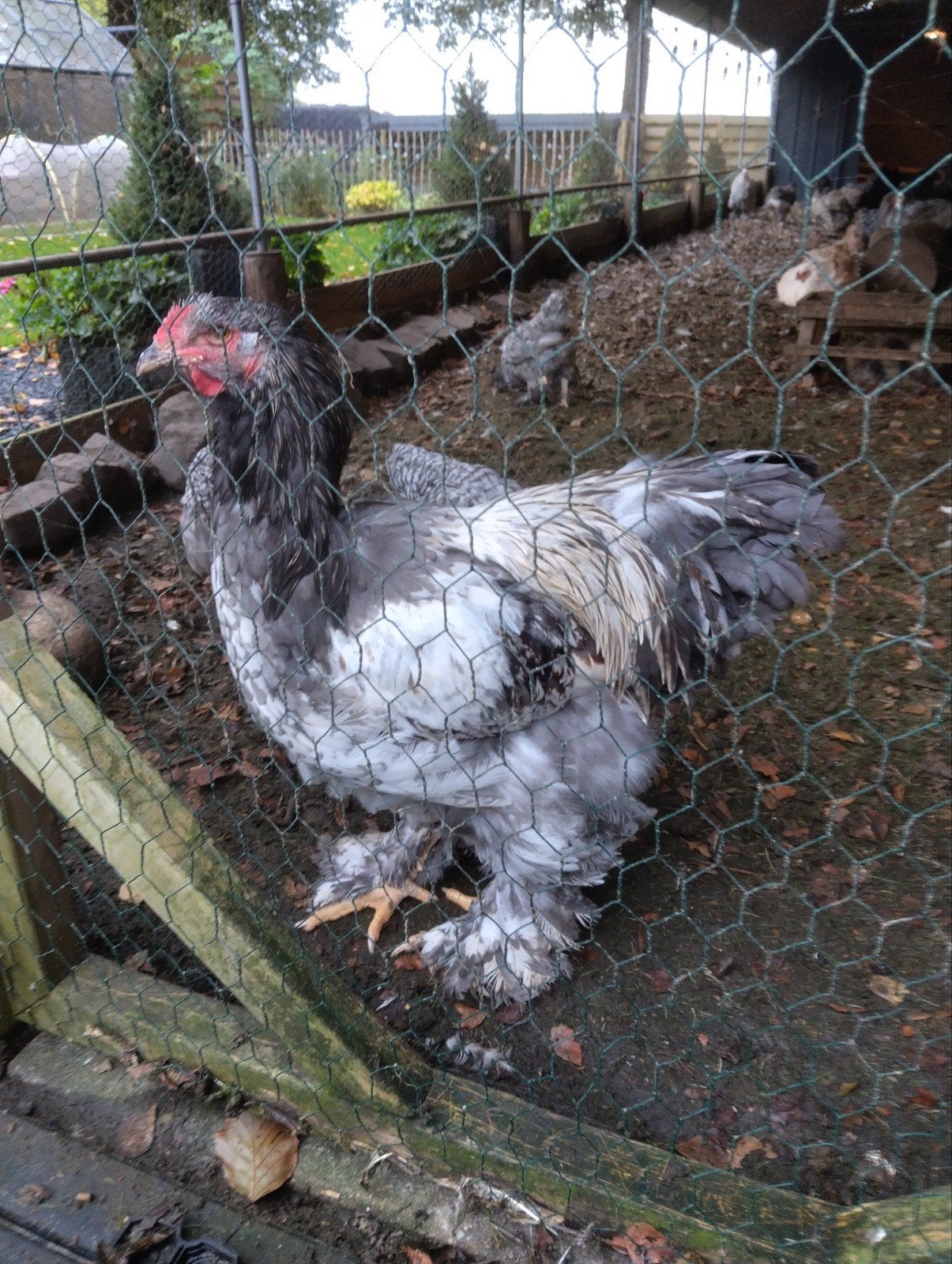 brahma haan, Dieren en Toebehoren