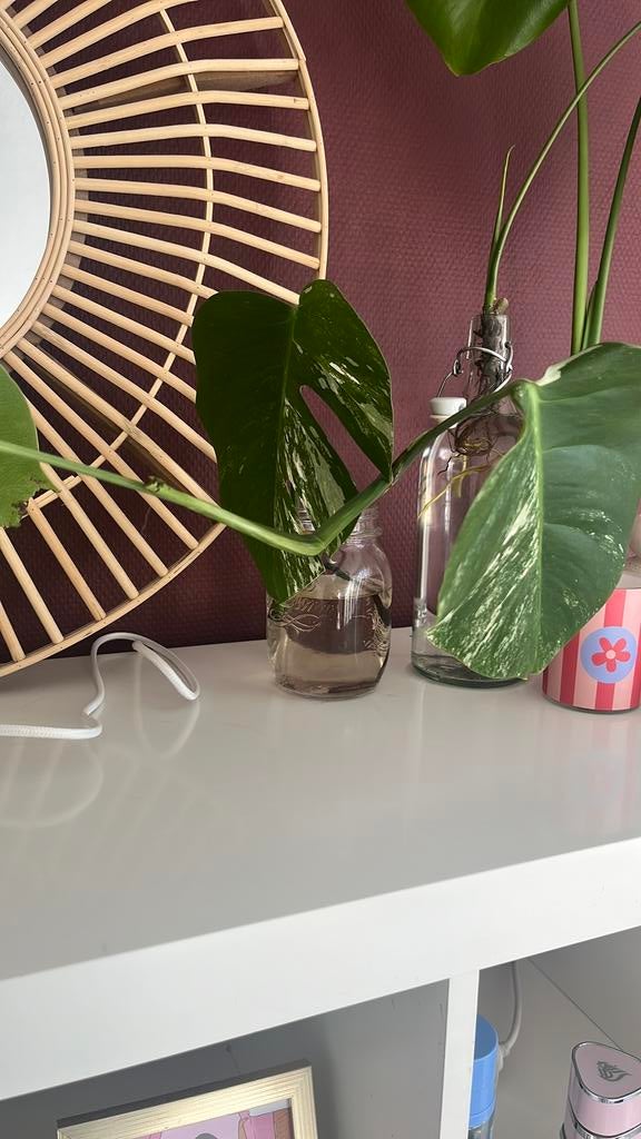 Monsterra varigata stek, Ophalen of Verzenden, Halfschaduw, Minder dan 100 cm