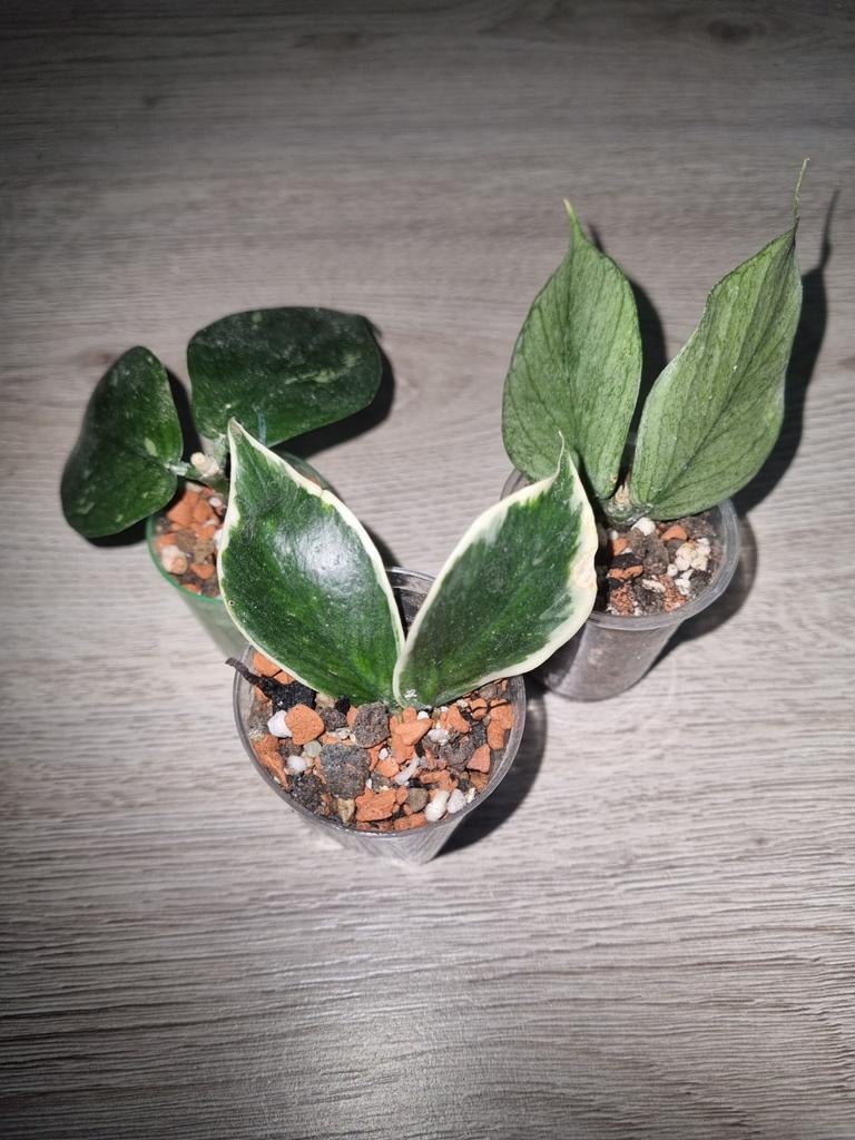 Hoya polyneura pakket 3x €15, Ophalen of Verzenden, Halfschaduw, Minder dan 100 cm