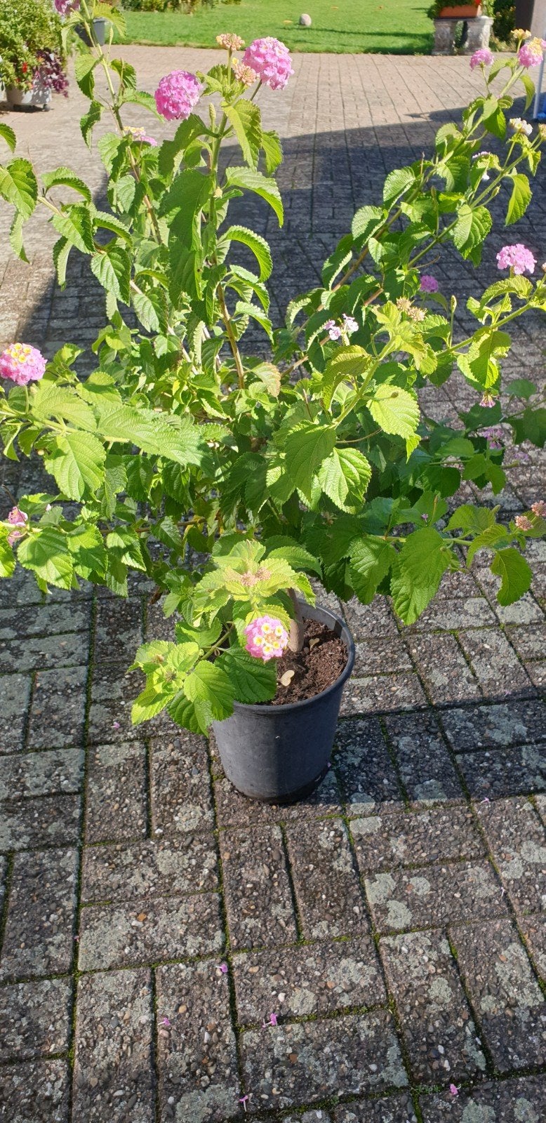 Grote Wisselbloem (Lantana) 120 cm in pot, Volle zon, Vaste plant, Zomer, Ophalen