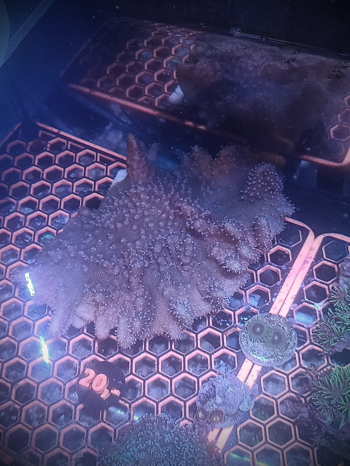 Lobophytum leder, Dieren en Toebehoren, Vissen | Aquariumvissen, Overige typen, Zoutwatervis