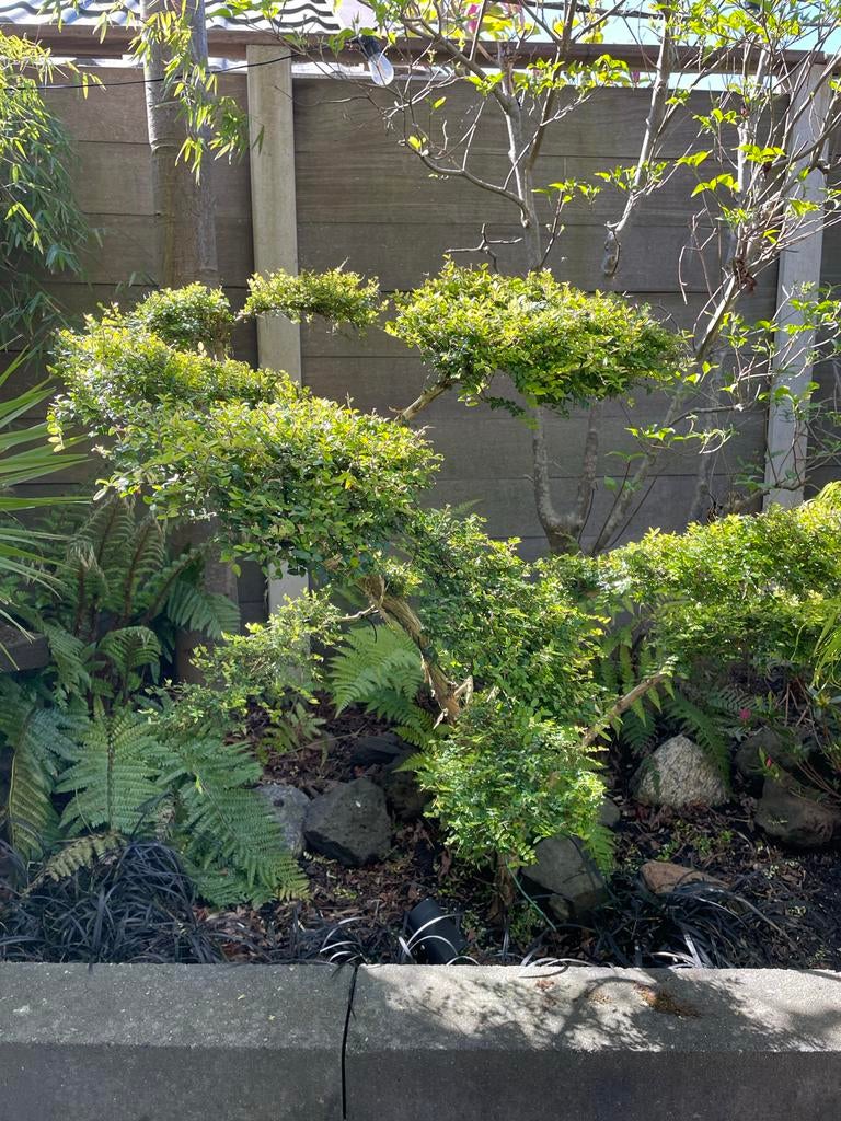 Lonicera nitida - 10 schermen/wolken, 1.20m hoog, Tuin en Terras, Planten | Tuinplanten, Overige soorten, Volle zon, Vaste plant