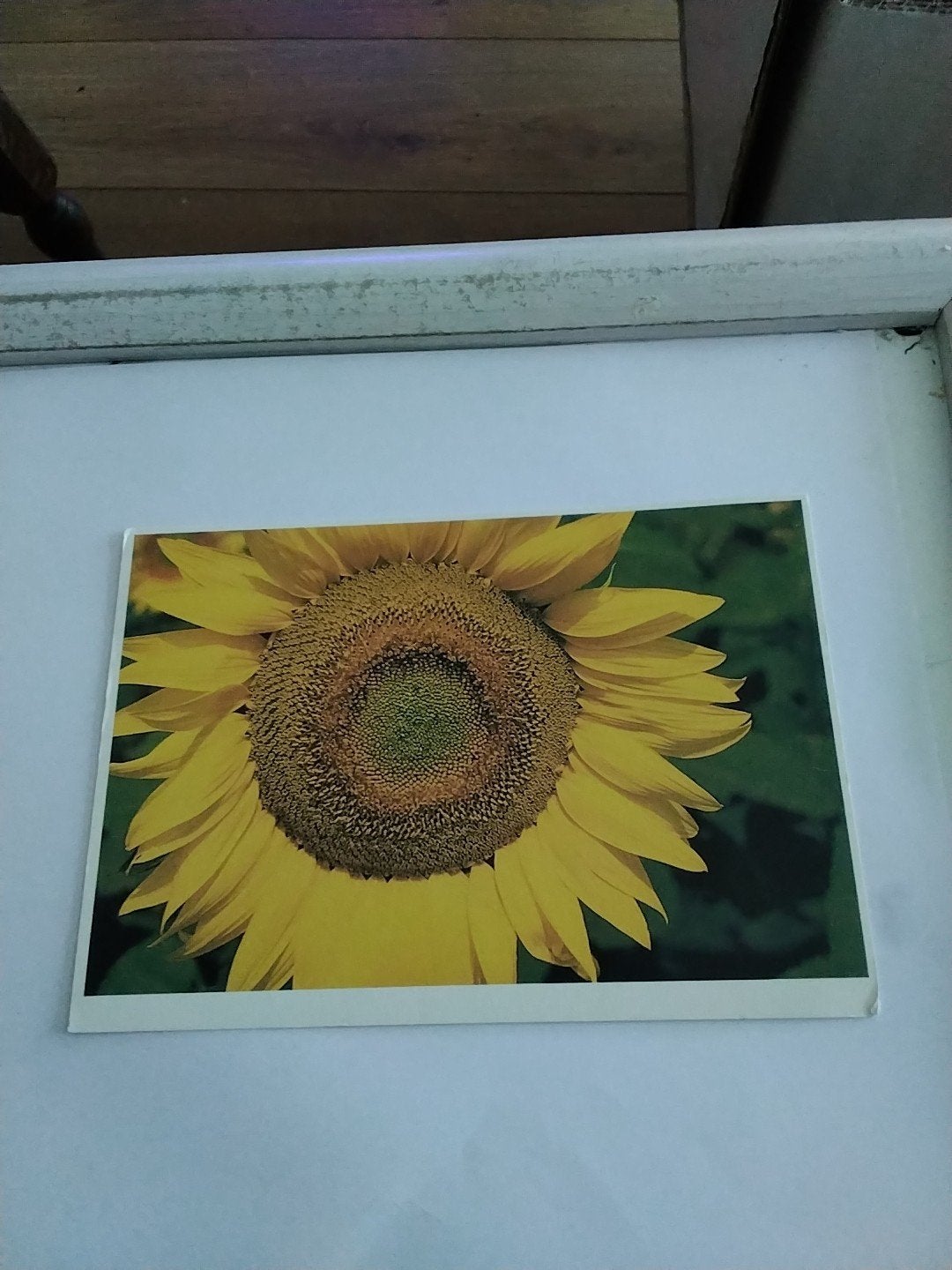 Vintage  Ansichtkaart Zonnebloem - Paul Huf 1988, Ophalen of Verzenden
