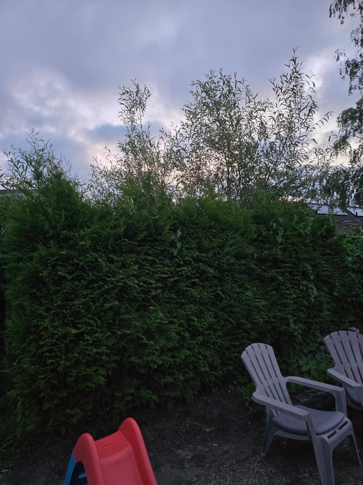 Gratis gezonde coniferen zelf uitgraven, Tuin en Terras, Ophalen