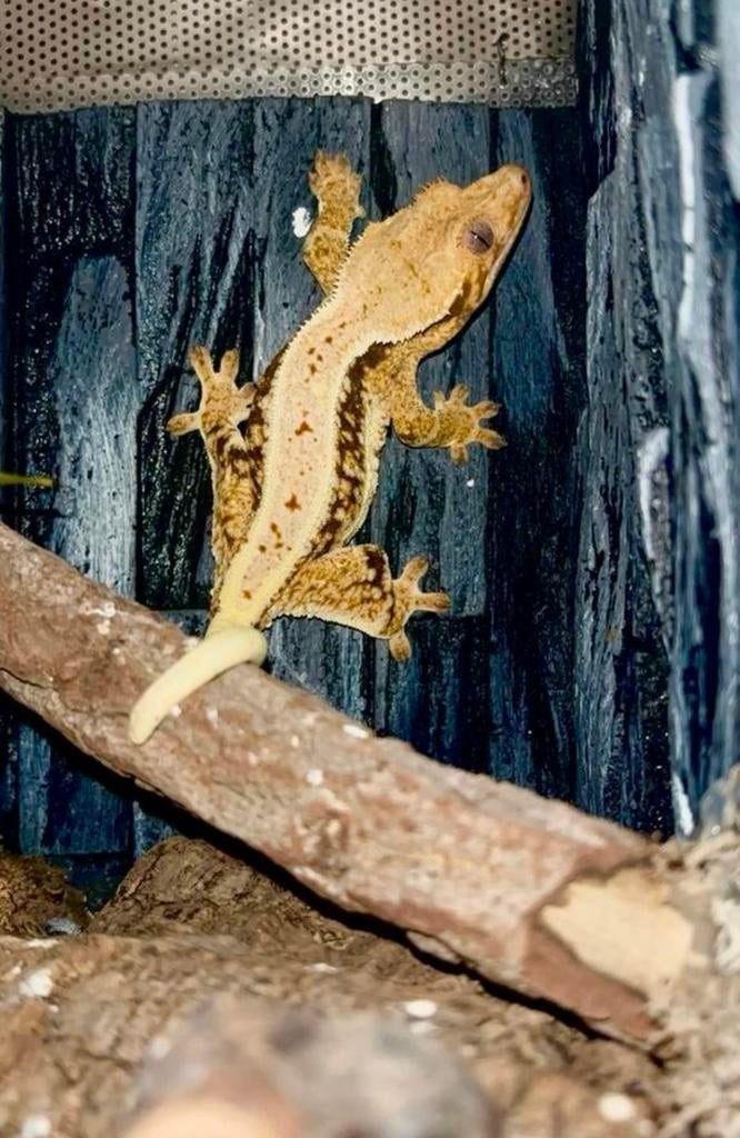 Kweekvrouw Lilly white tricolor wimpergekko, Dieren en Toebehoren, Reptielen en Amfibieën, Hagedis, 3 tot 6 jaar