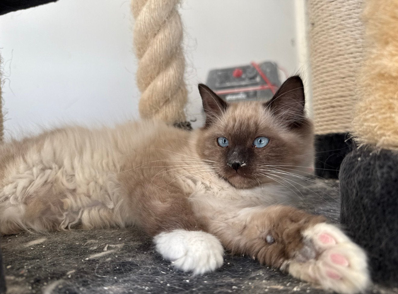 Ragdoll Seal Mitted Poesje 21-03-2026, Poes
