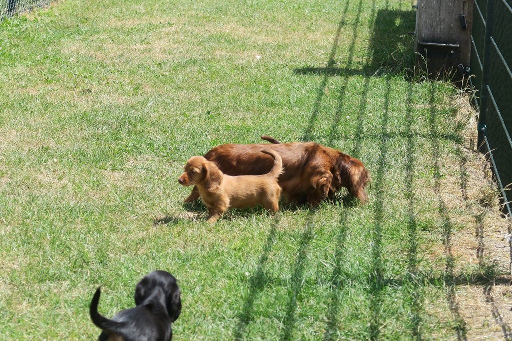 Langhaar Kaninchen Teckel pups reutjes, Kaninchen, Parvo, Nederland, Reu