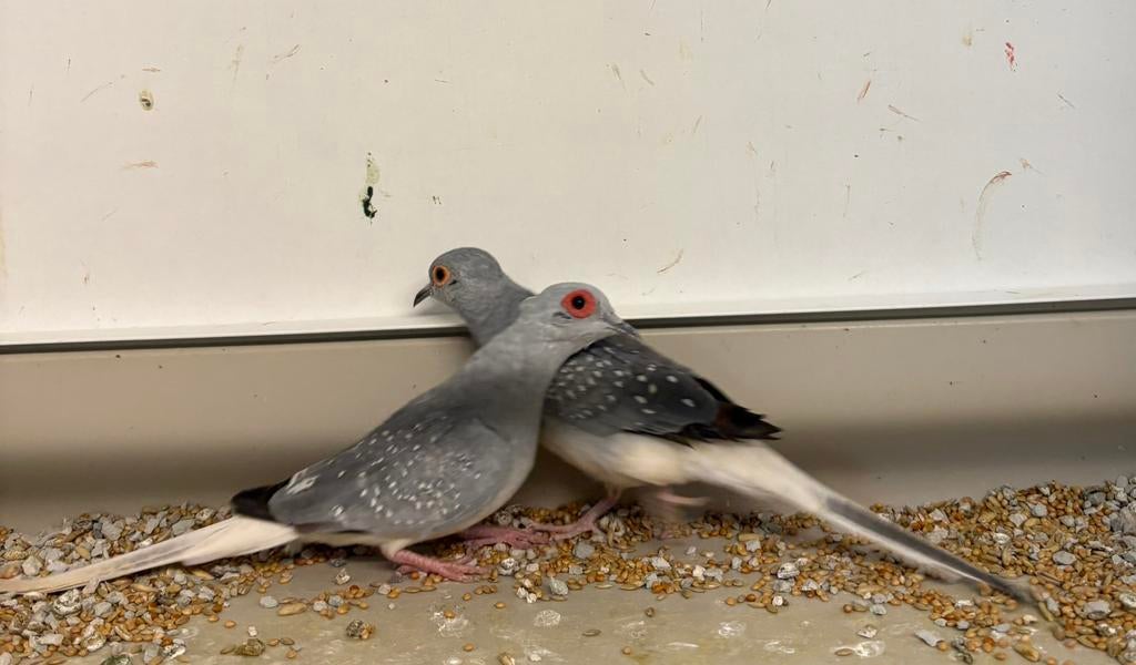 Te koop mooie diamant duiven, Meerdere dieren
