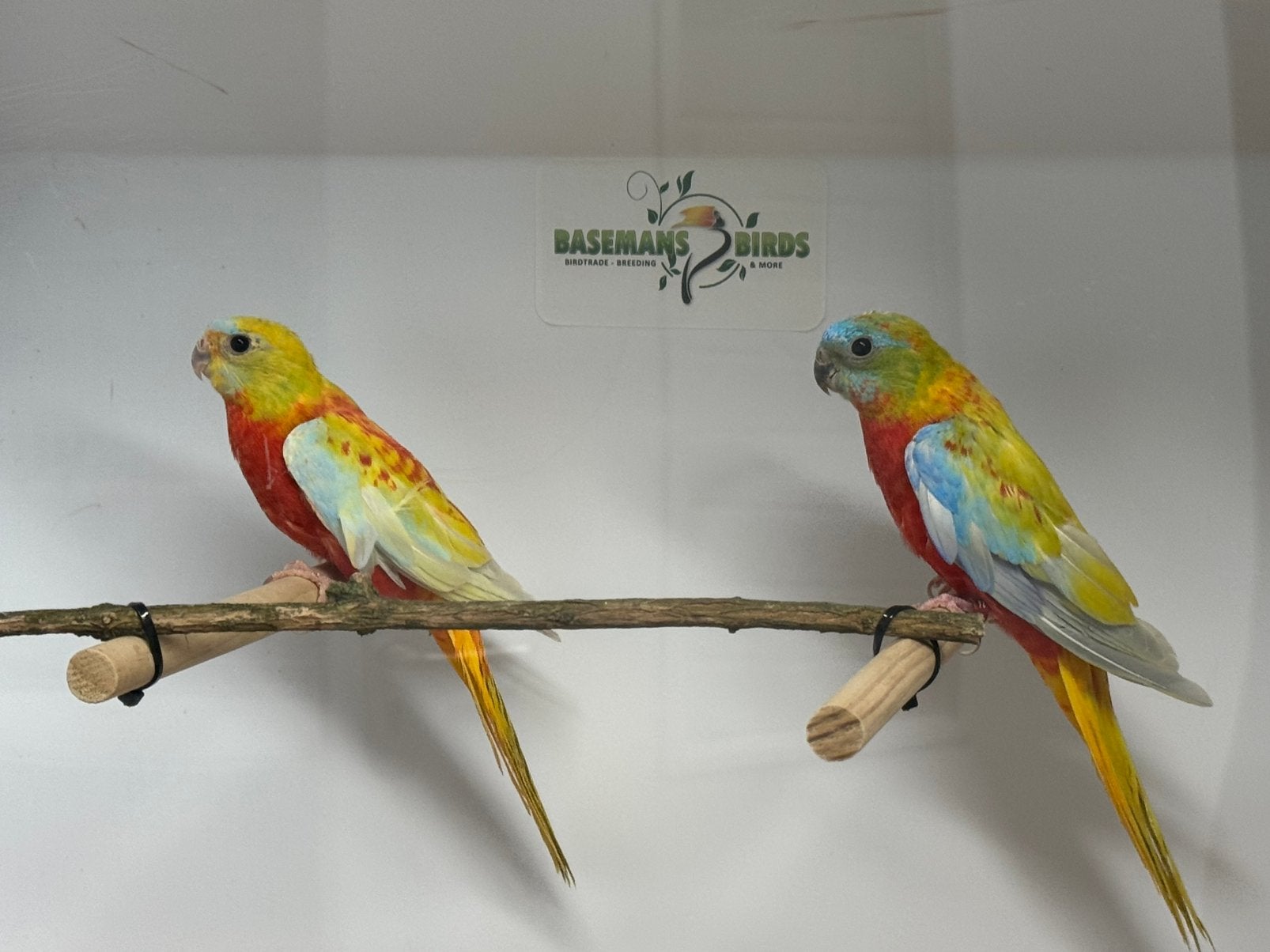 Dilute roodbuik opaline turquoisine parkiet, Meerdere dieren, Parkiet, Geringd
