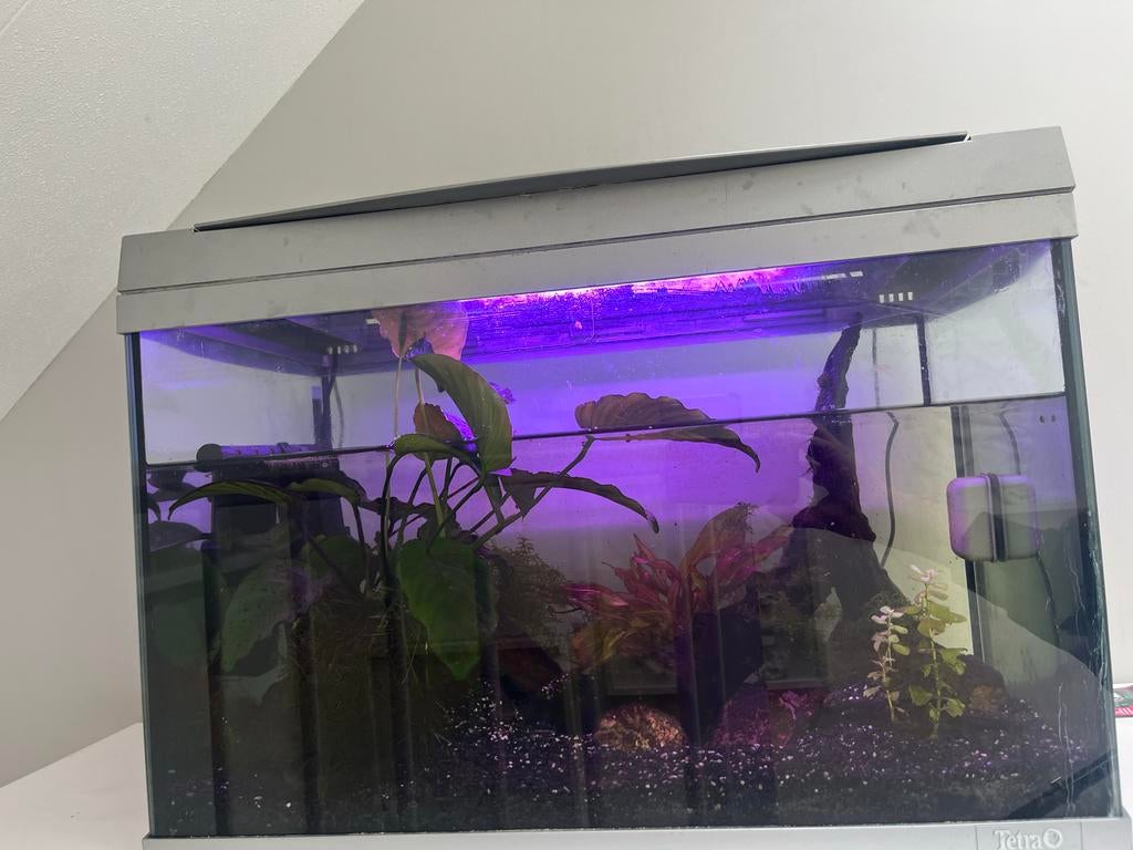 Aquarium set met pomp planten en driftwood, Ophalen, Gebruikt
