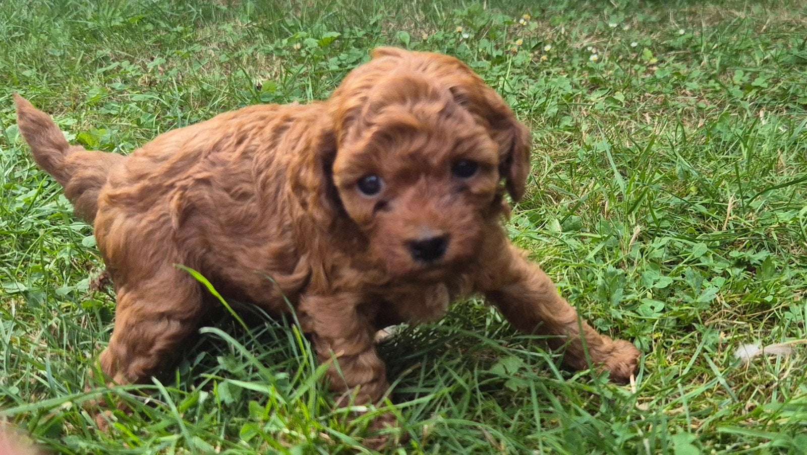 Toypoedel pups rood, Reu, 8 tot 15 weken, Meerdere, Nederland