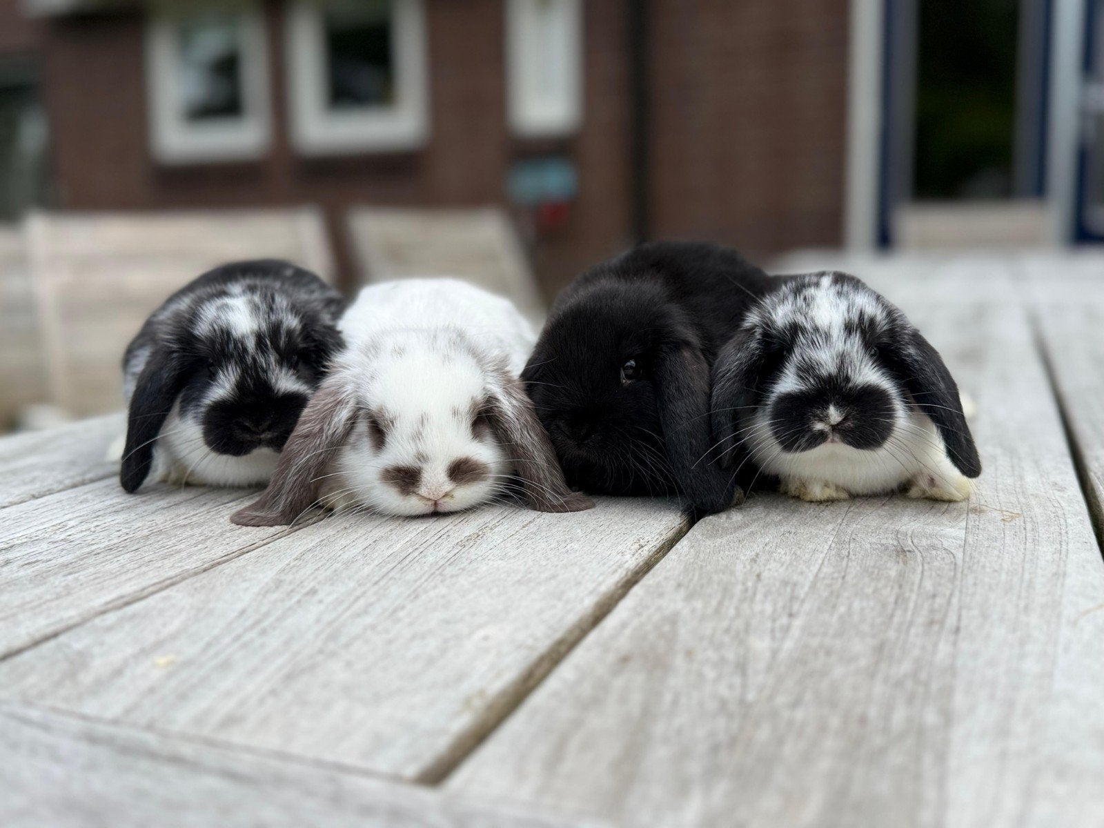 Lieve jonge NHD konijntjes te koop - allemaal voedsters, Dieren en Toebehoren, Konijnen, Vrouwelijk, Dwerg, Hangoor, 0 tot 2 jaar