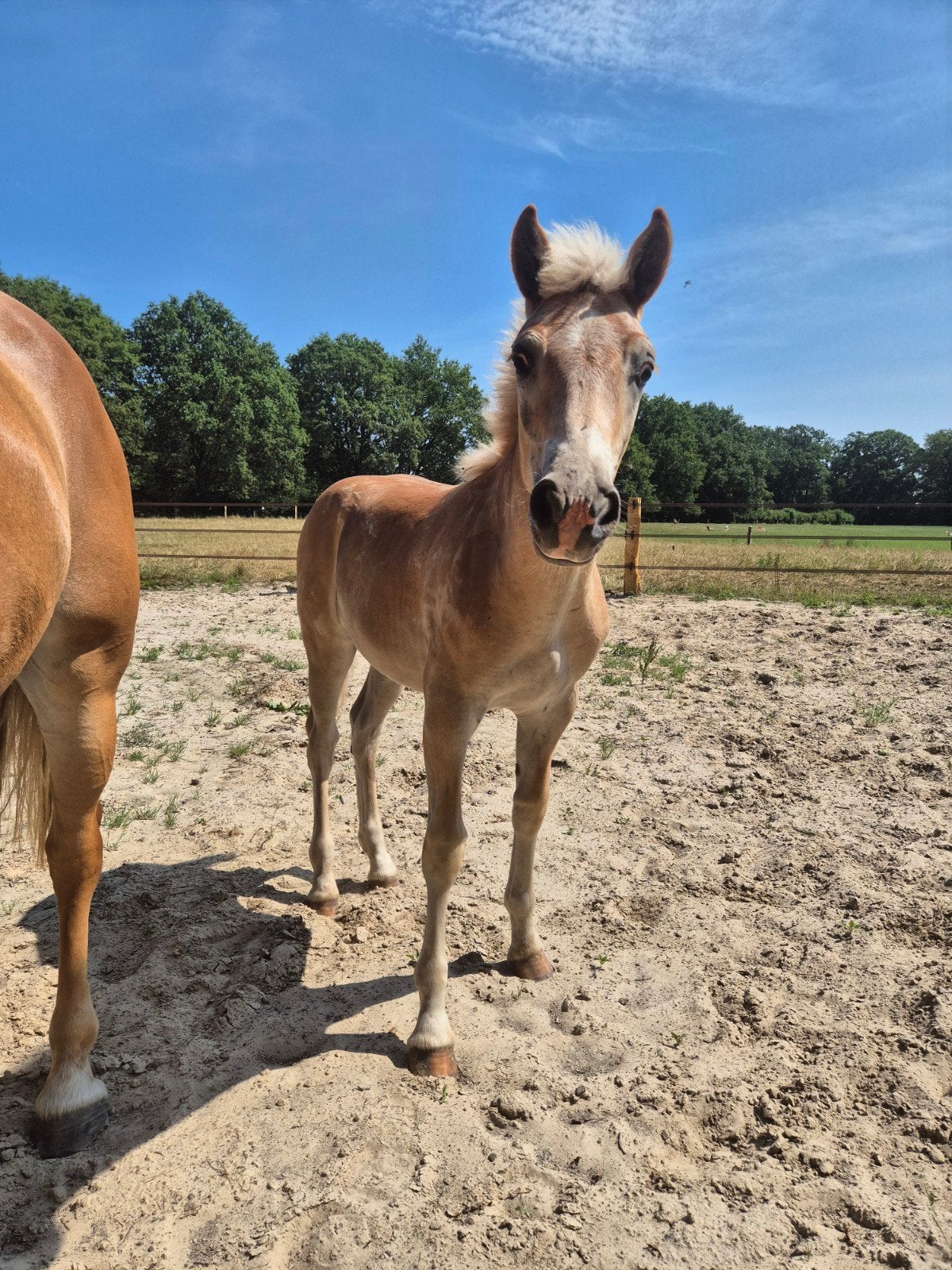 Groot haflinger hengstveulen!, Dieren en Toebehoren, Minder dan 160 cm, Dressuurpaard, Hengst, Gechipt