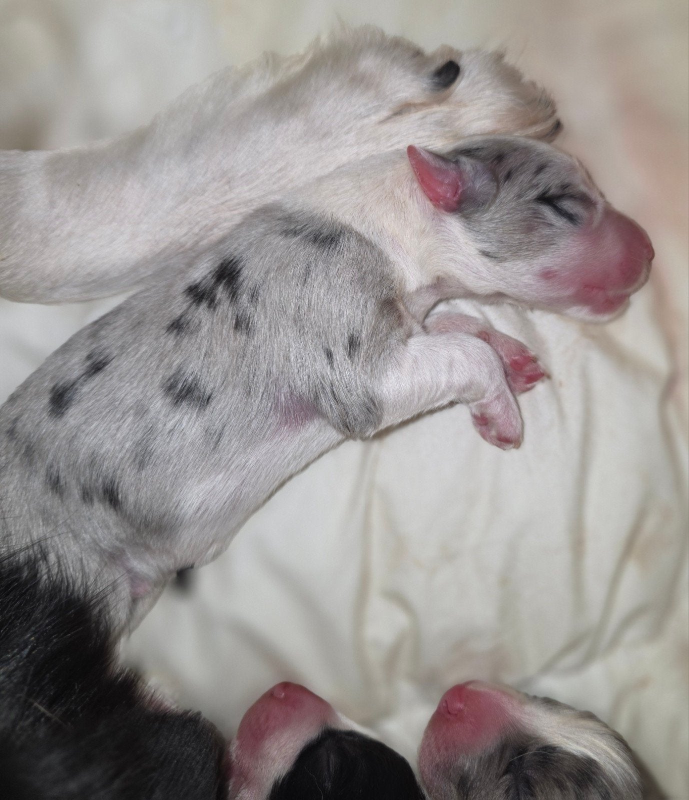 Prachtige border collie x australian sepherd pups!, Dieren en Toebehoren, Honden | Herdershonden en Veedrijvers, 8 tot 15 weken