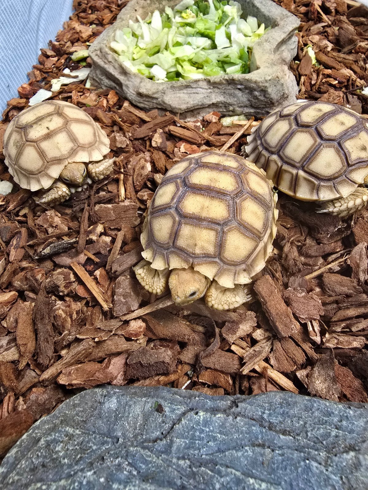 Sporenschildpadden (Centrochelys sulcata) nk2026 Tortoise photo 3