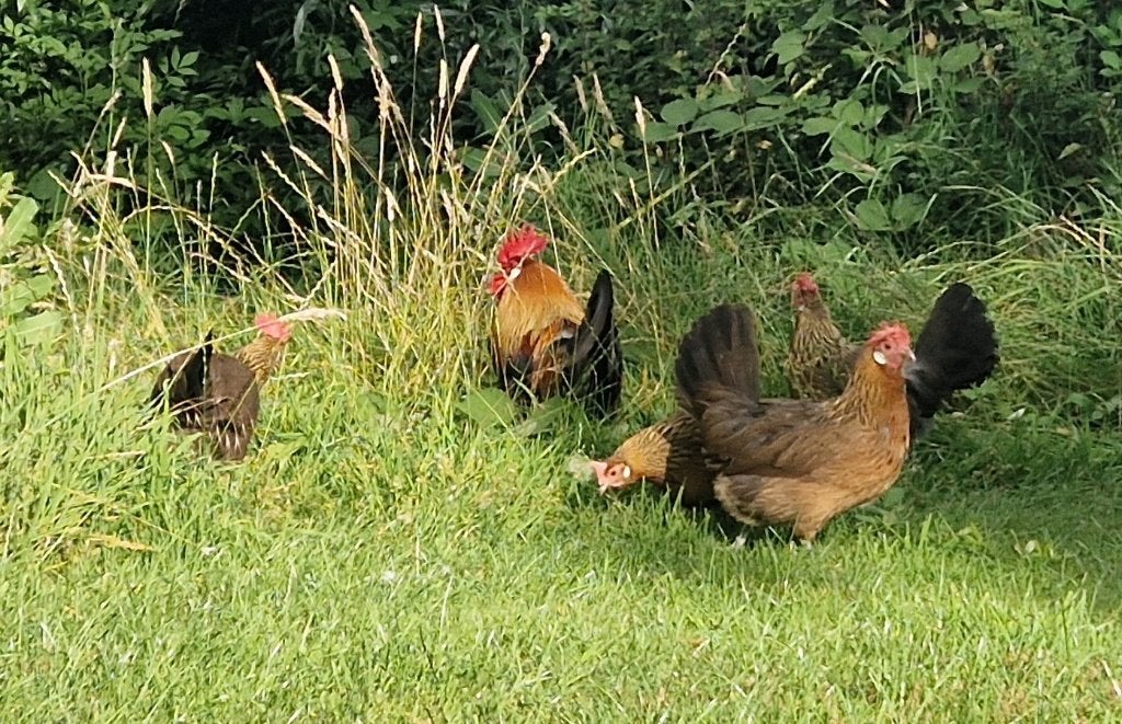 drentse hoenders, Meerdere dieren, Kip