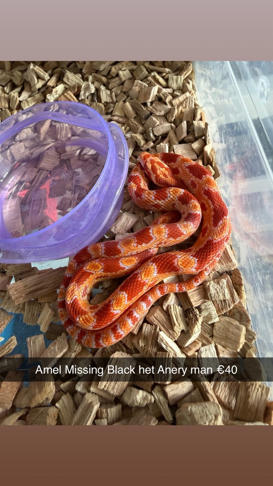 Rattenslangen (Hele leuke genen) (Spoed!) Rat Snake photo 9