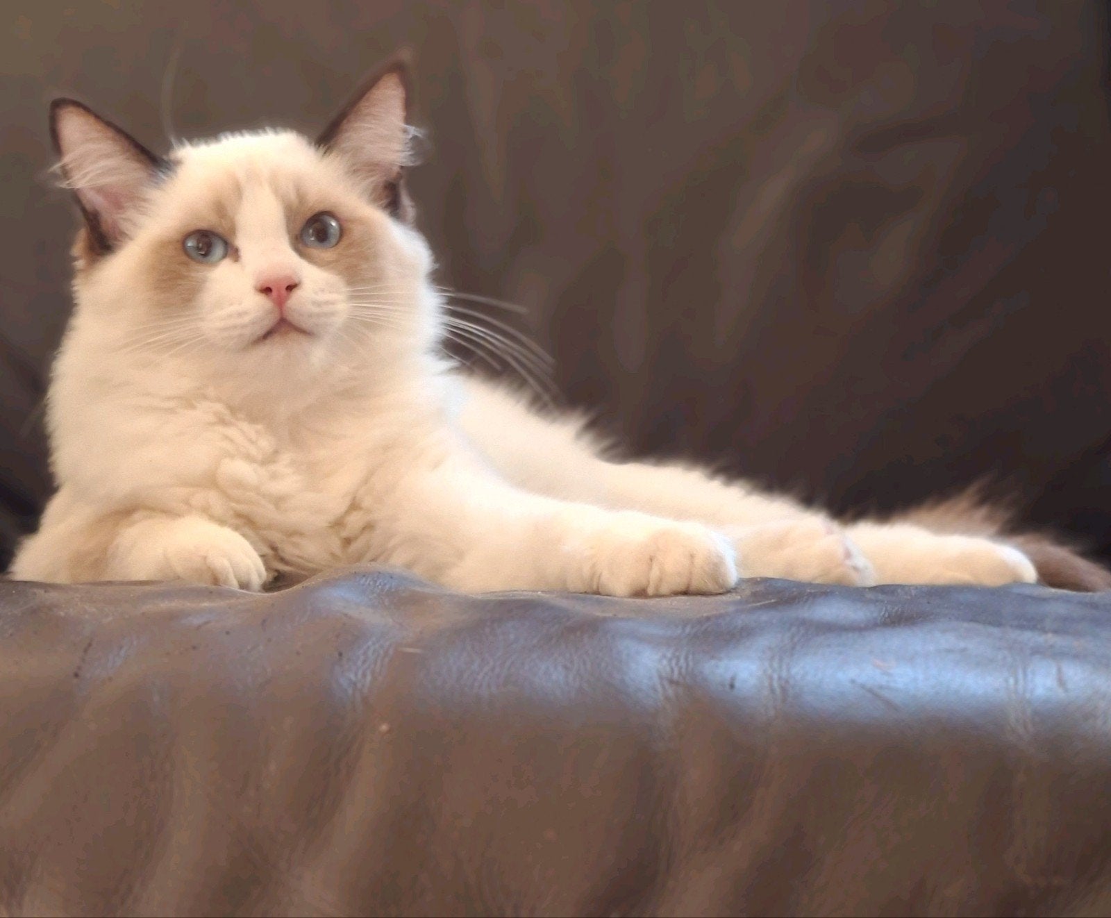 Ragdoll Kater kitten Biscuit met Stamboom – Verhuisklaar, Kater, Gechipt, 0 tot 2 jaar
