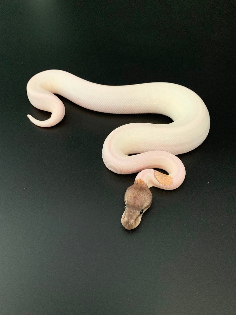 0.1 GHI mojave piebald python regius, Slang, 0 tot 2 jaar