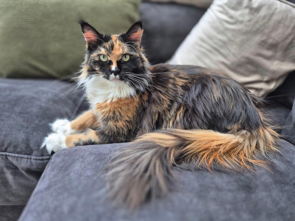 Maine coon poes 2.5 jaar