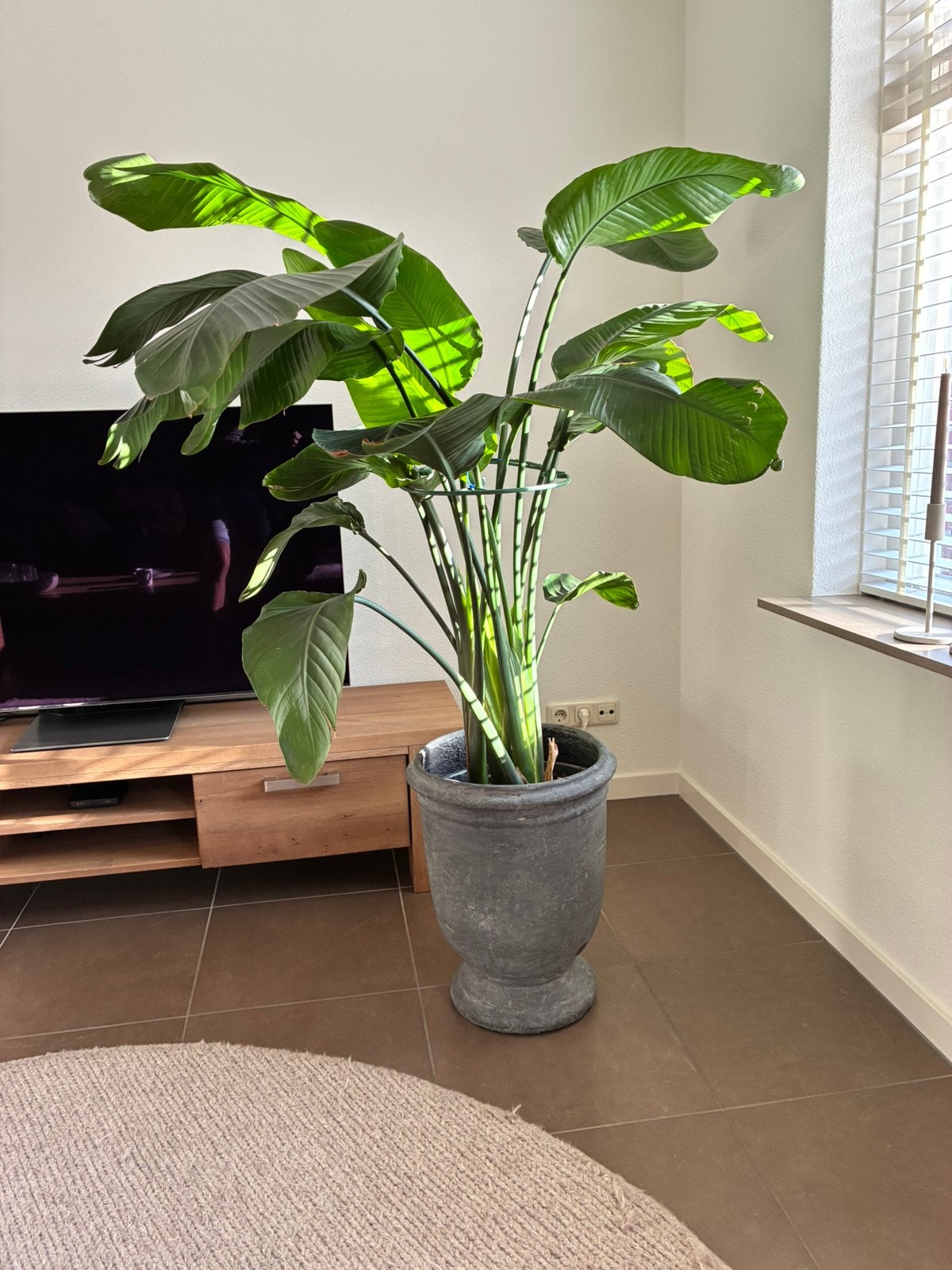Strelitzia ( blikvanger ! ) inclusief pot, Huis en Inrichting, Kamerplanten, Ophalen, Halfschaduw, 150 tot 200 cm