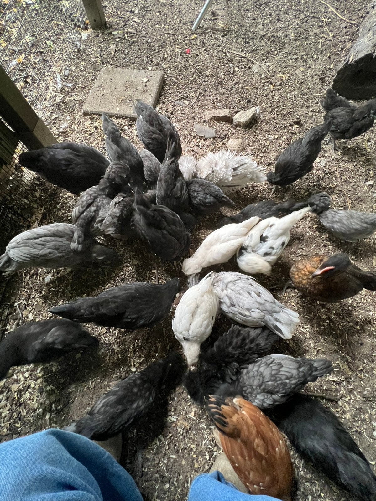 Kuikens te koop, Dieren en Toebehoren, Pluimvee, Meerdere dieren, Kip