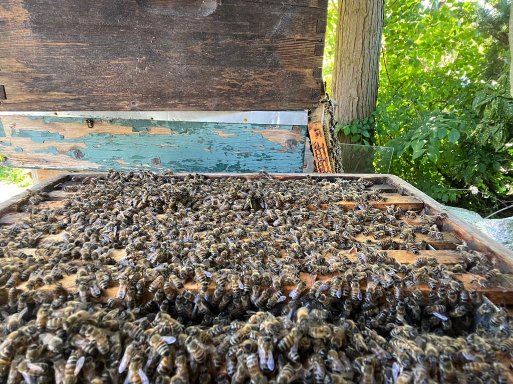 Imker haalt gratis Bijenzwerm op in Zeist en omgeving, Dieren en Toebehoren, Bijen