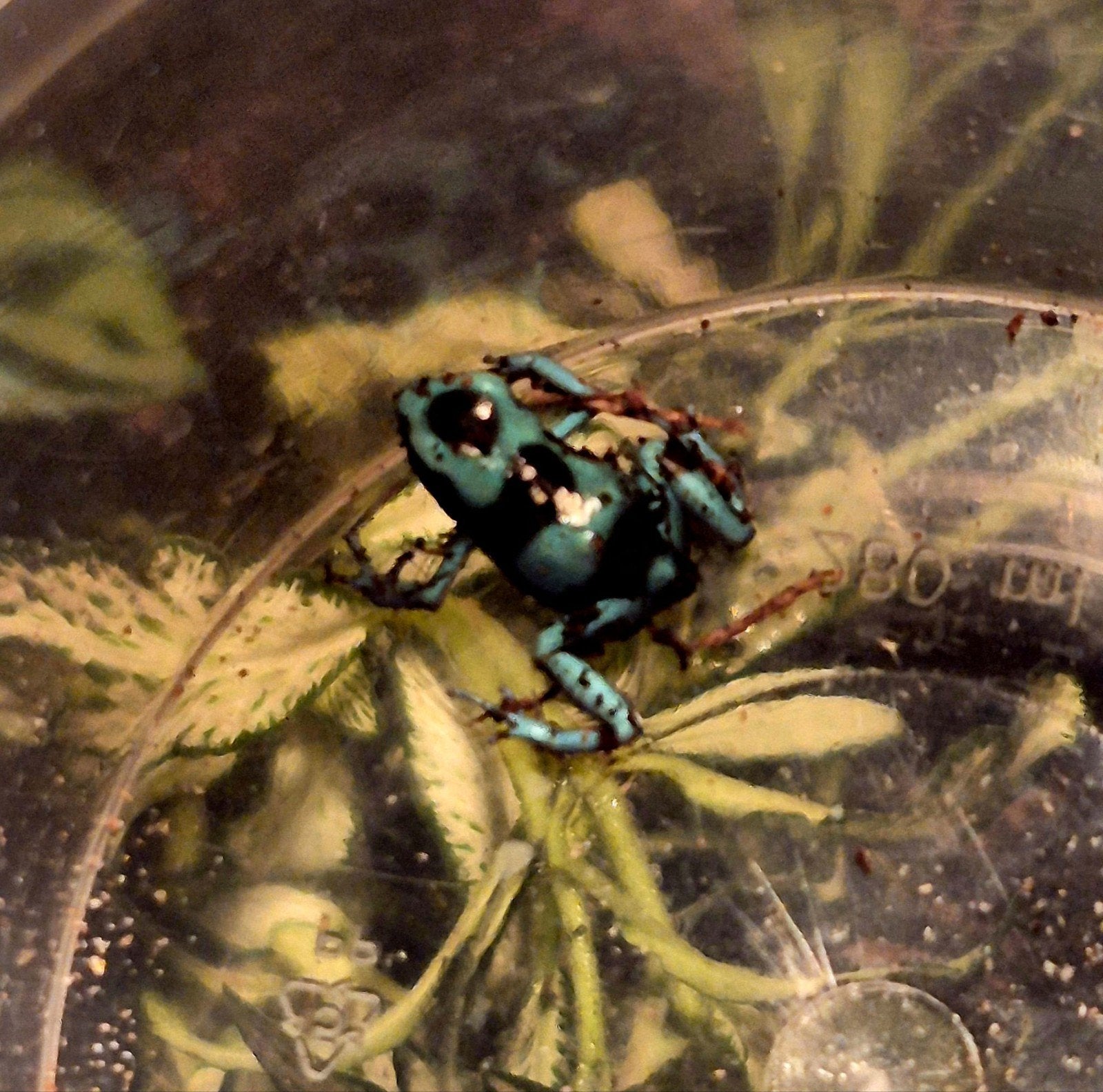 dendrobates