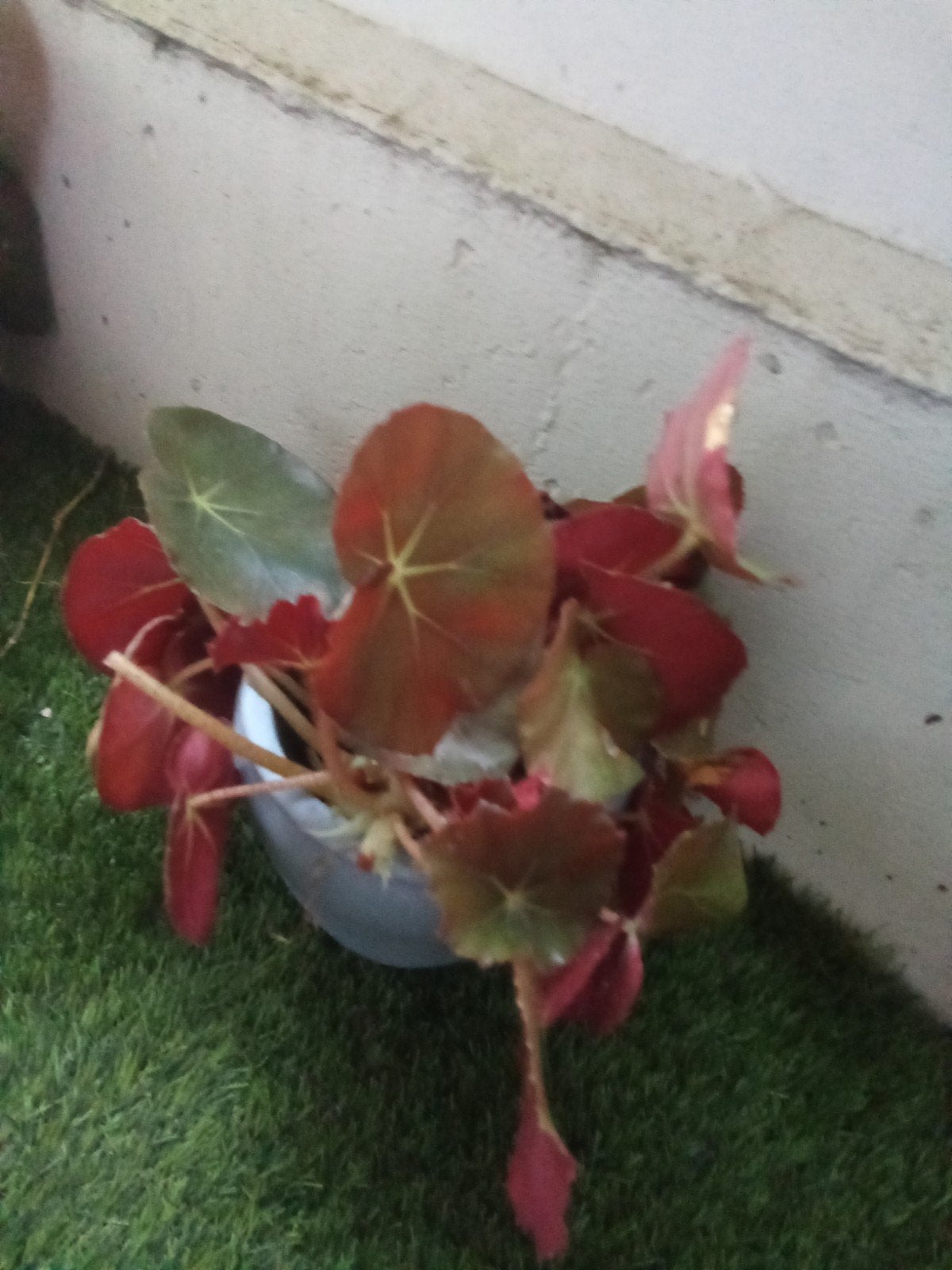 2 Begonia plant met rood-groene bladeren, Tuin en Terras, Overige soorten, Vaste plant, Ophalen of Verzenden, Bloeit niet