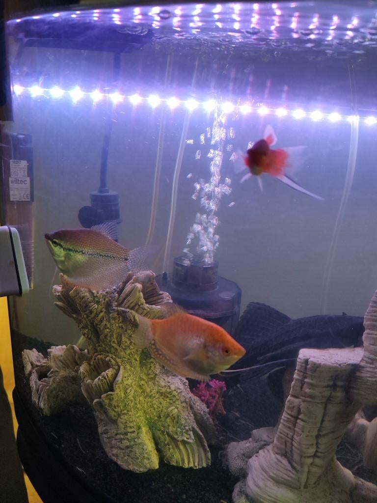 Aquarium 140L T.E.A.B., Ophalen, Inclusief vissen, Gebruikt, Gevuld zoetwateraquarium
