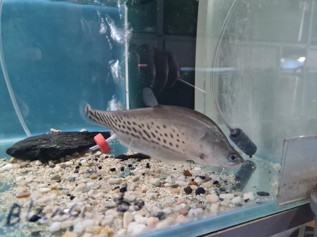 Chitala Blanci, Koningsmesvis, mesvis, Dieren en Toebehoren, Vissen | Aquariumvissen, Vis, Zoetwatervis