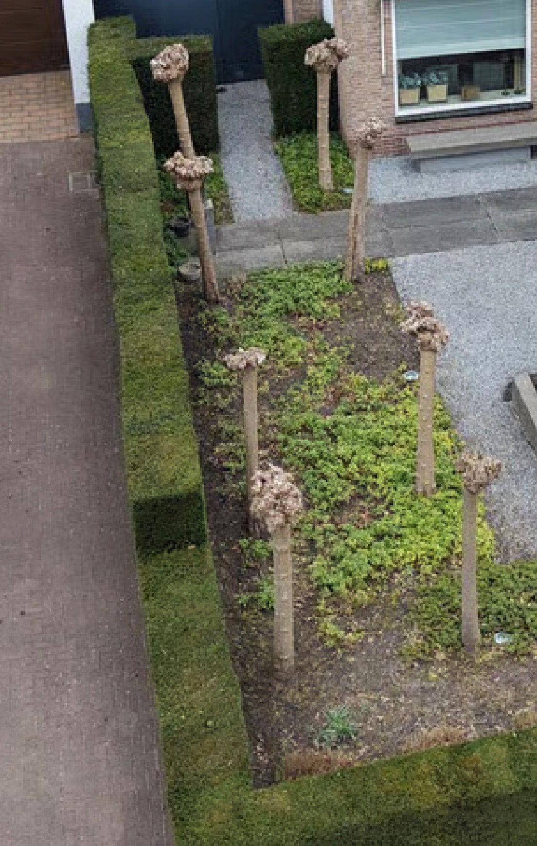 8 bomen te koop in goede staat, Tuin en Terras, Planten | Bomen, Ophalen of Verzenden, Volle zon, Overige soorten