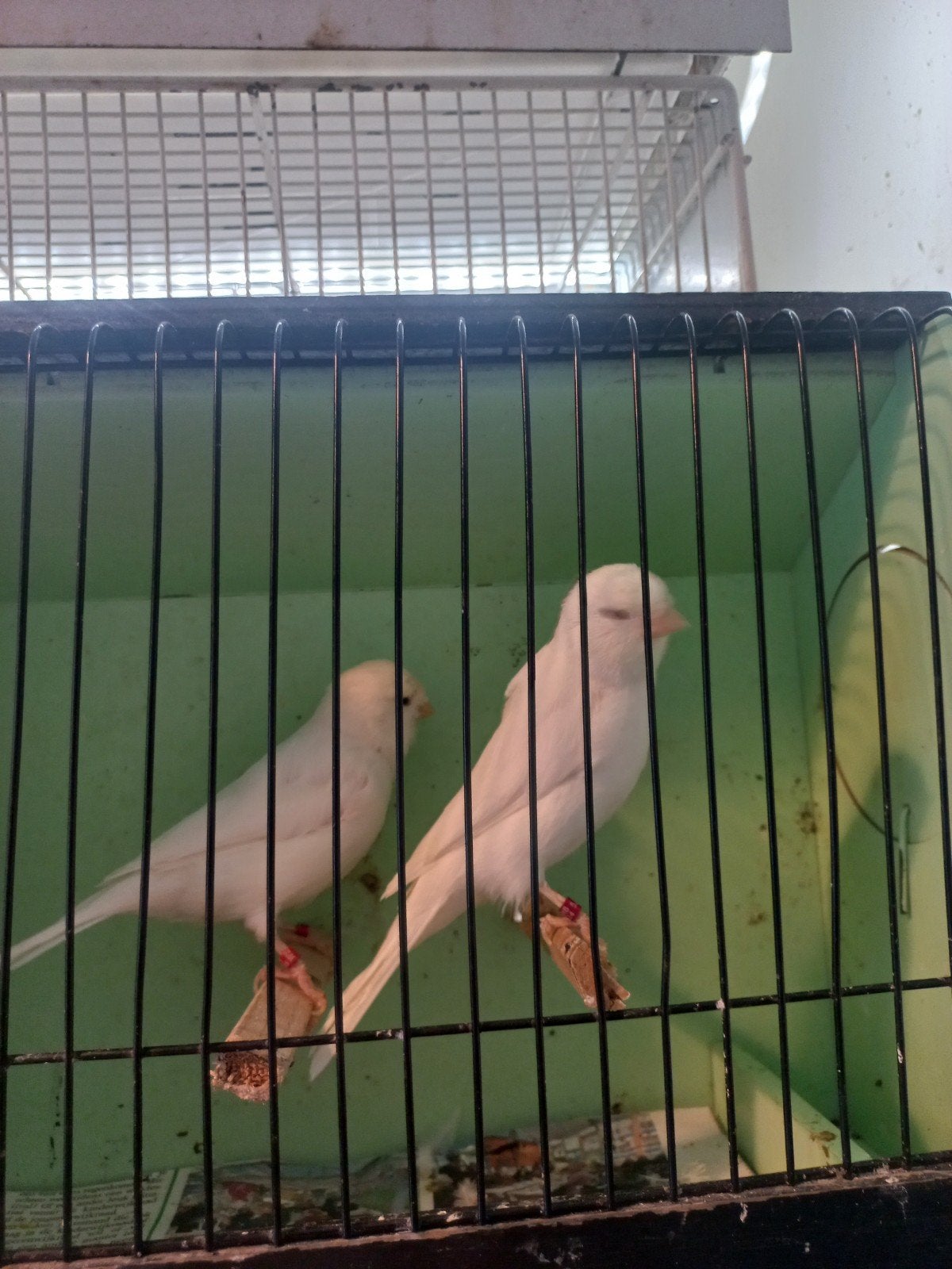Vogels te koop, Meerdere dieren, Kleurkanarie