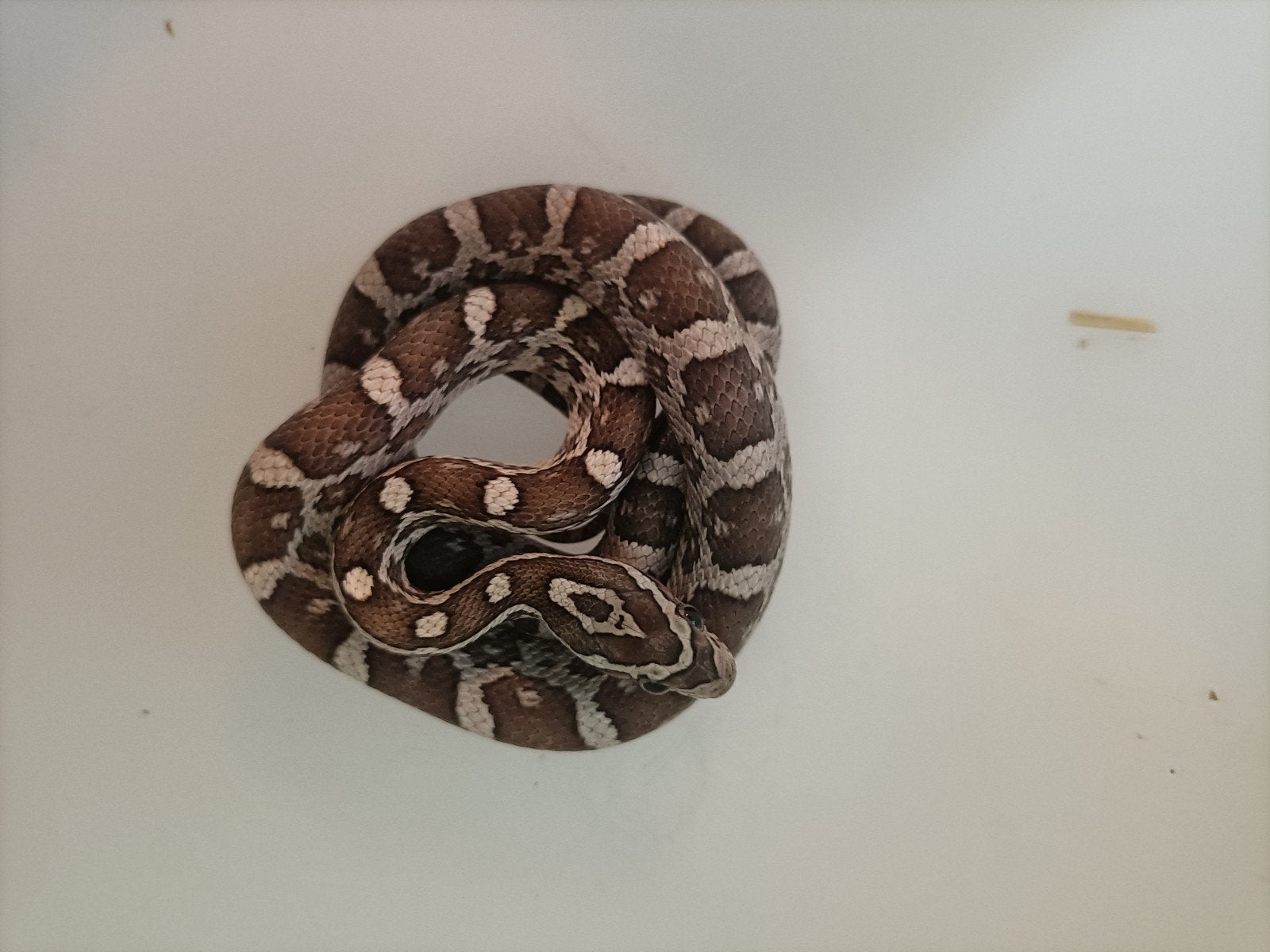 jonge rattenslangen Rat Snake photo 7